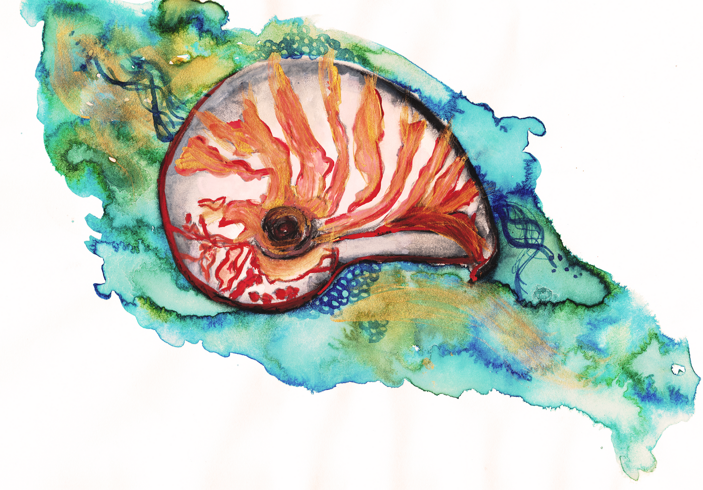 Nautilus